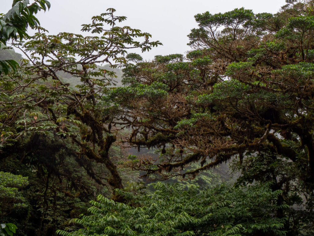 A large cloud covers the trees of this forest. Some of the leaves have turned brown and the branches are coated with a thick layer of moss.