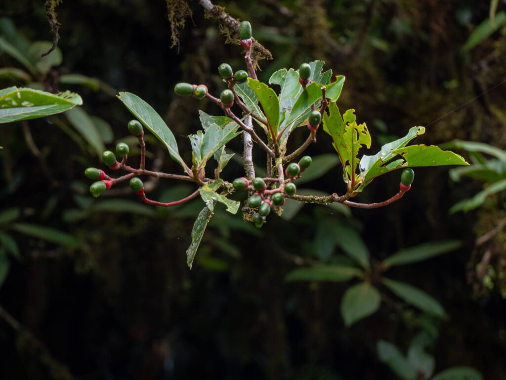 A close up of a plant that is growing green coffee beans. The branches have a red tint to them which is more obvious the closer they are to the beans themselves.