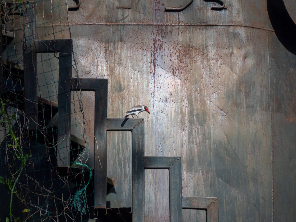 A small bird sits on a metal railing against the background of a rusting metal container. The picture shows a stark contrast between two worlds.