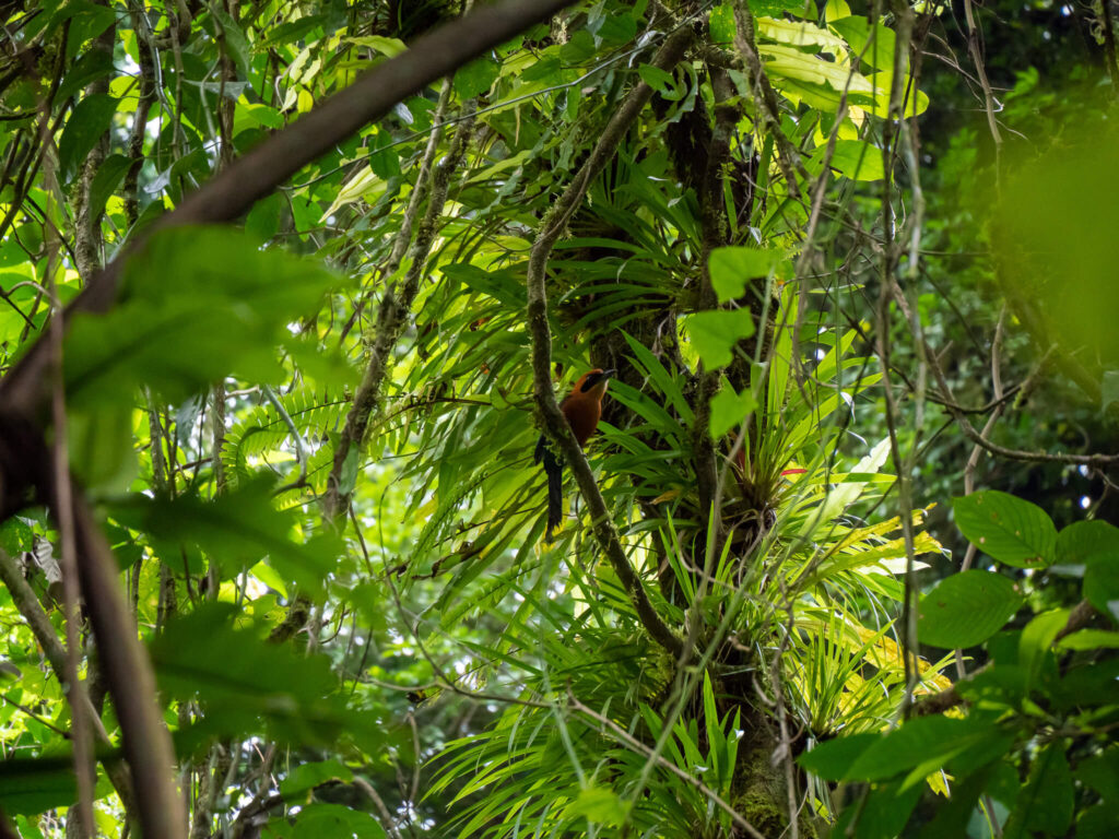 A bright orange bird stretches its neck out from a tall tree branch.