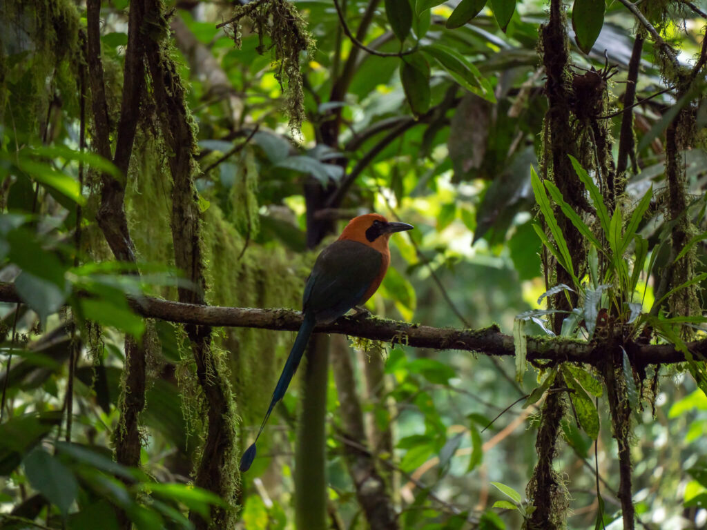 A colourful motmot sits on a mossy branch and shows off its long tail.