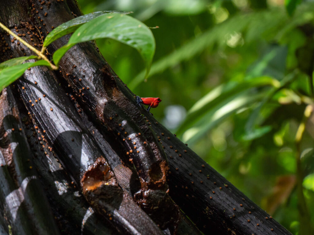 Perched on a tree branch, a tiny red frog croaks, inflating his vocal sac.