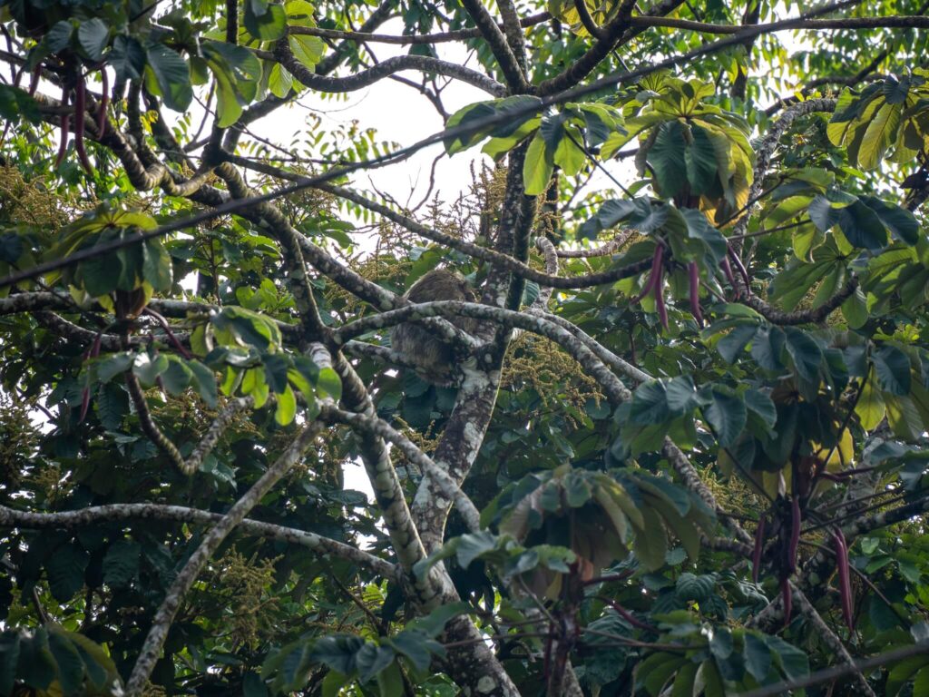 A sloth is well camouflaged high up in a tree. It's mossy back helps it blend in with the leaves and branches.