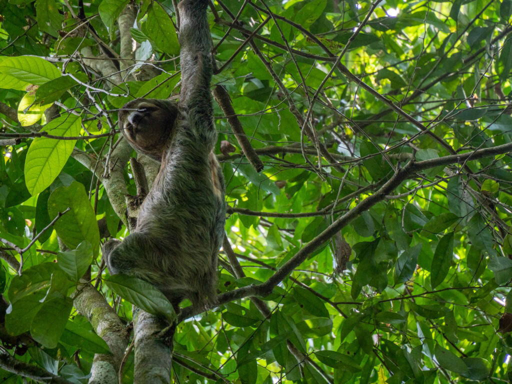 A sloth looks down at the ground from its high viewpoint in a tree.