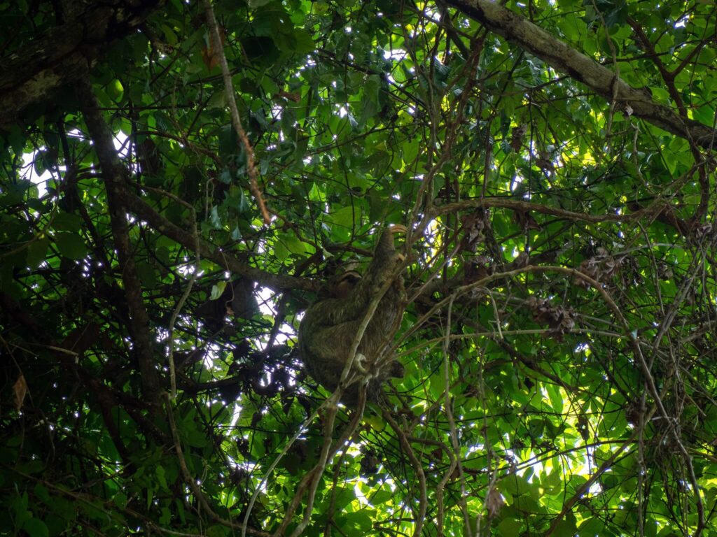 A sloth slowly moving across the high branches of a tree. Its face is just visible behind its furry arm.