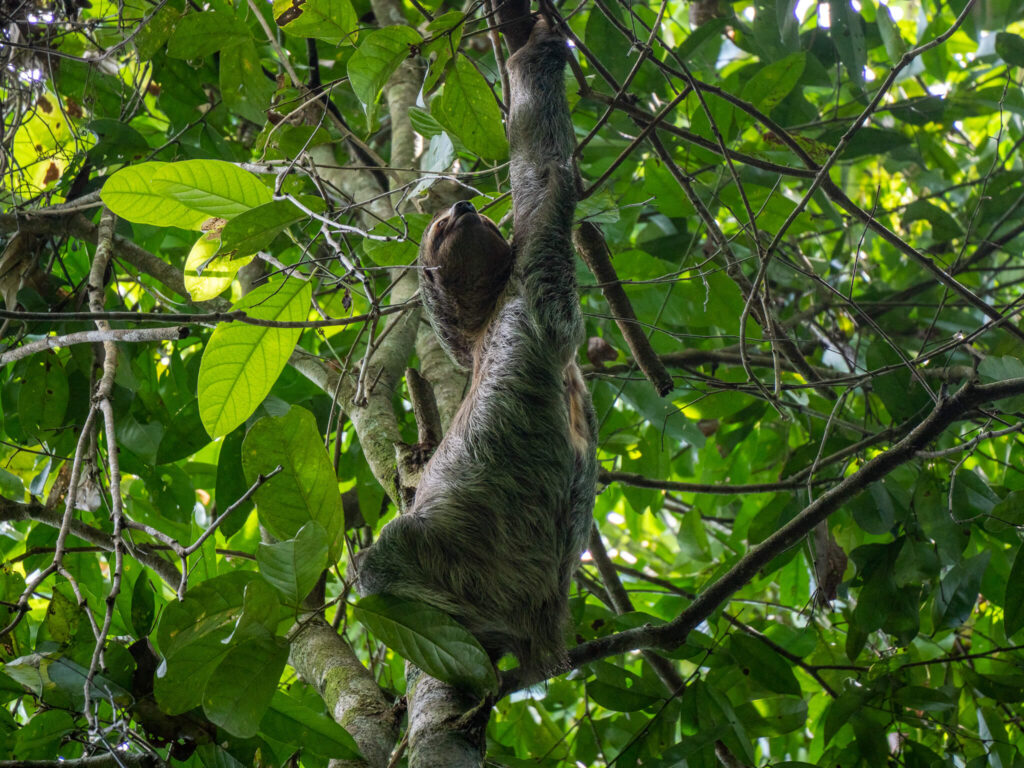 A sloth in a tall tree reaches its arm up to a higher branch.