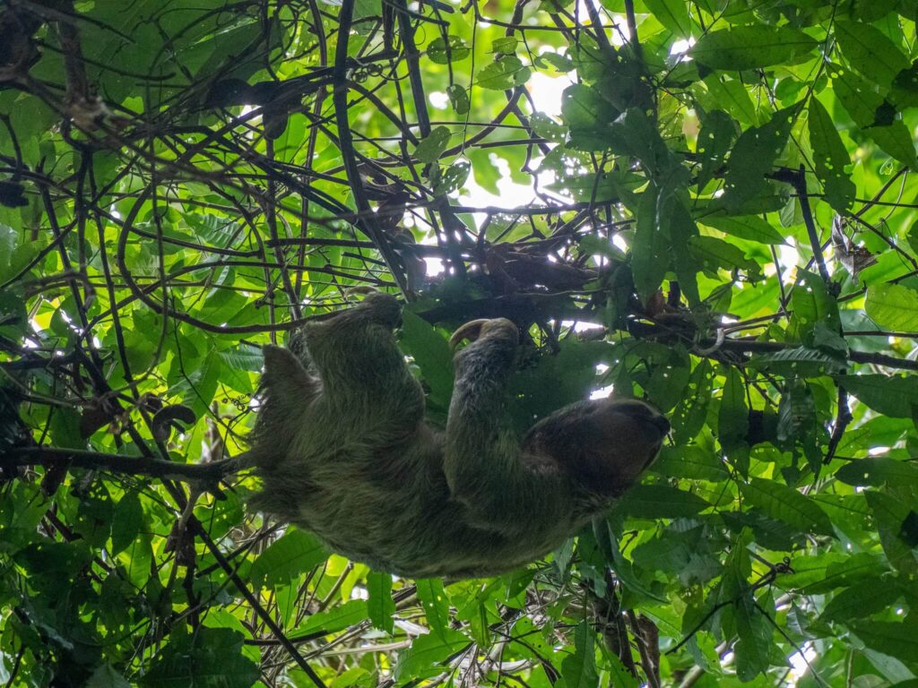 A sloth hanging upside down from a tall tree branch.