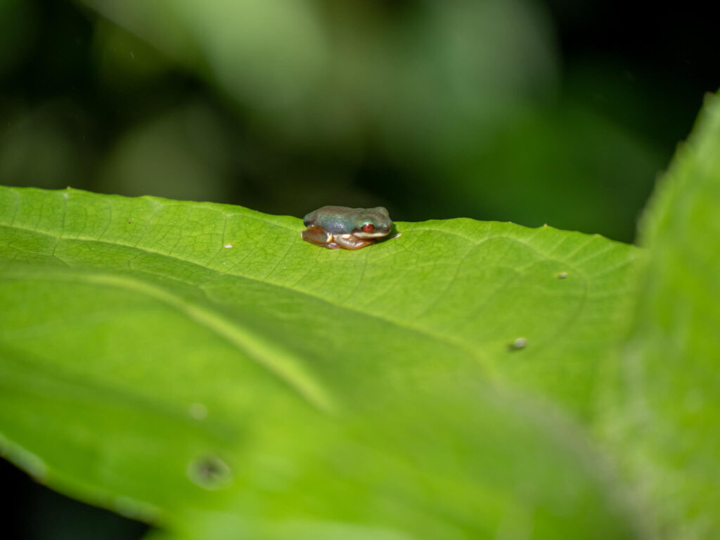 A tiny green frog rests on a leaf. Its whole body is the size of a fingernail.