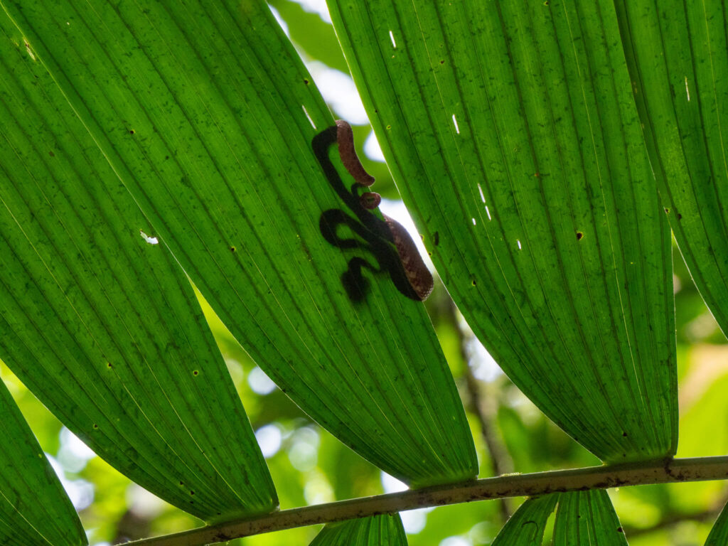 A small snake lies on top of a large leaf. Its head casts a shadow through the translucent leaf.