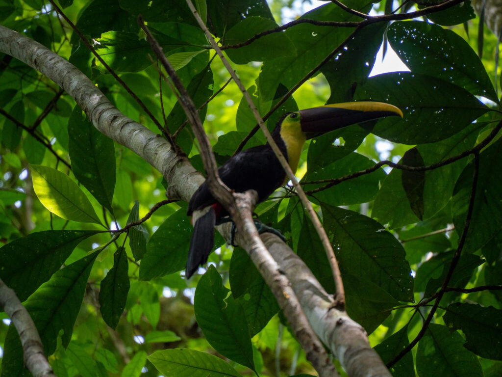 A colourful toucan perches in the high branches.