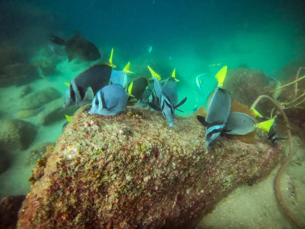 A group of yellowtail surgeonfish swimming closer, looking for food.