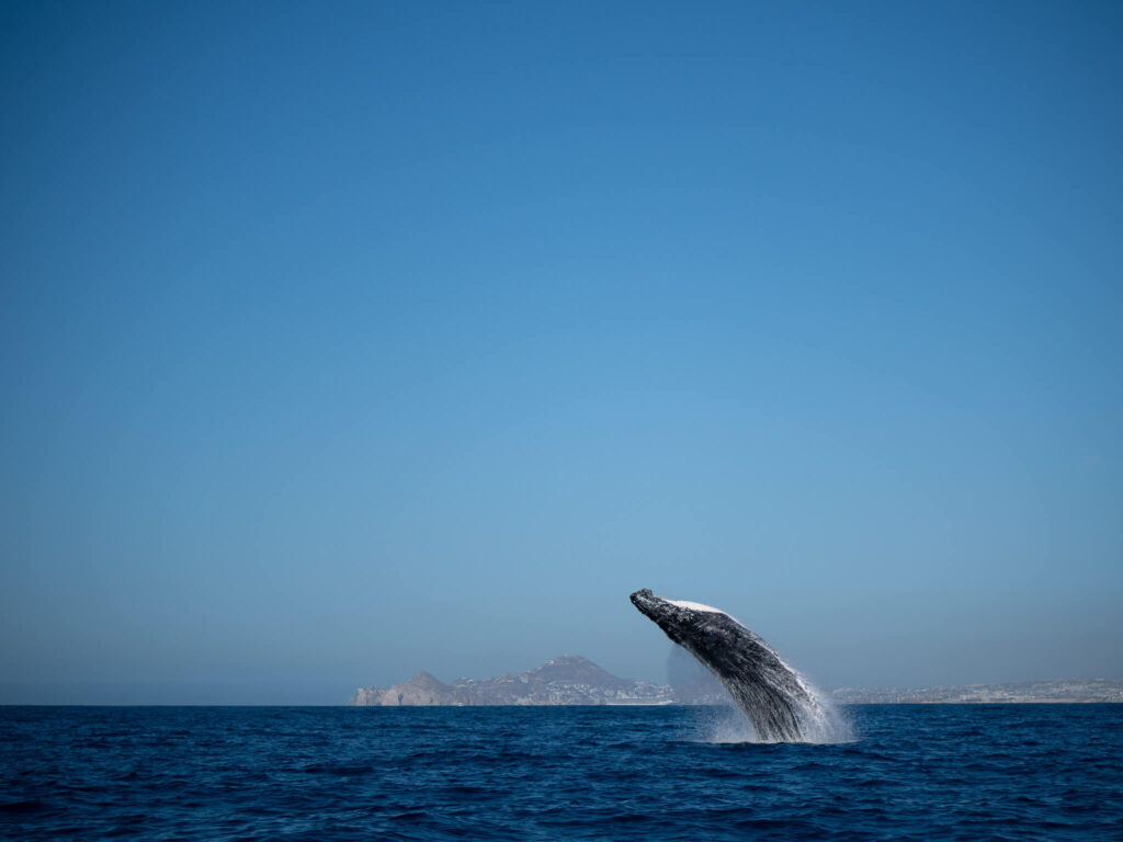 A humpback whale jumping high out of the water.