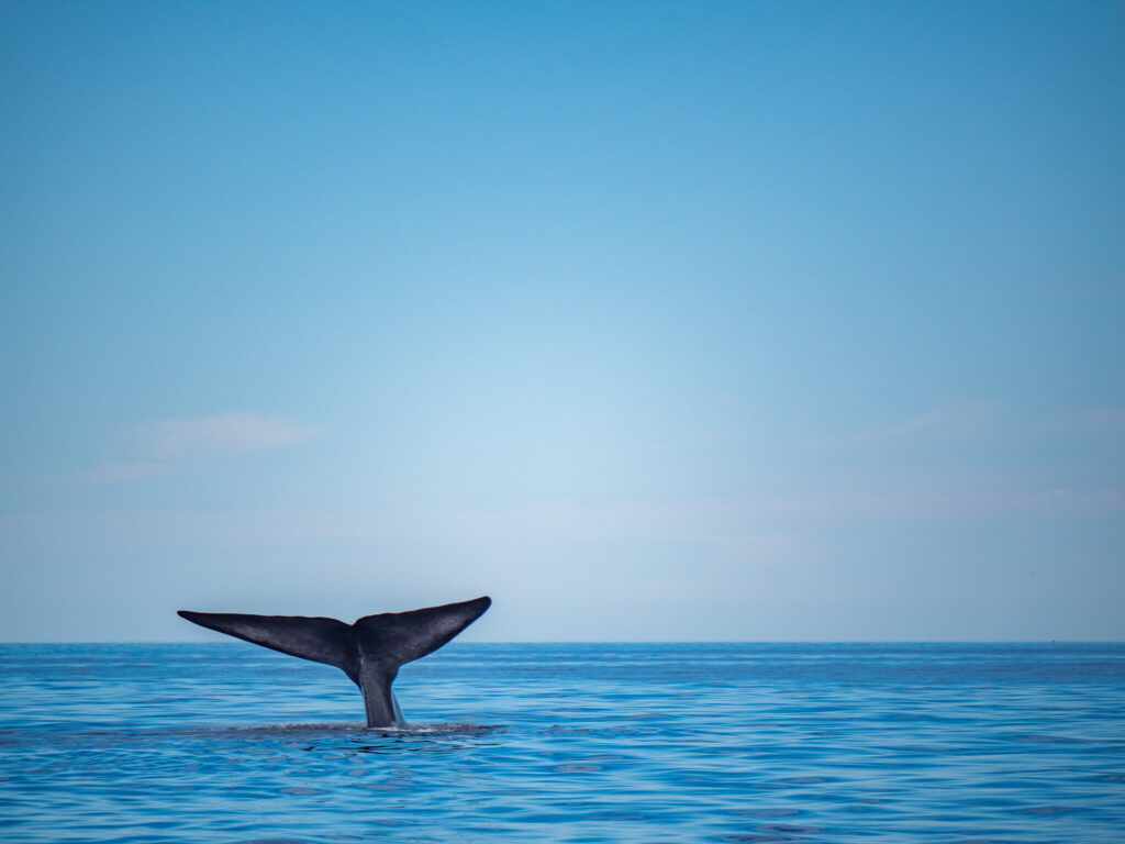 A blue whale tail.