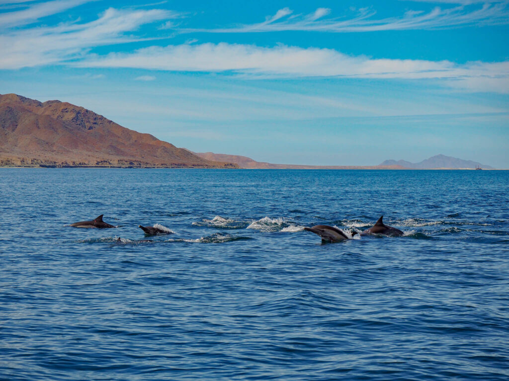 A small group of common dolphins swimming through the waves.