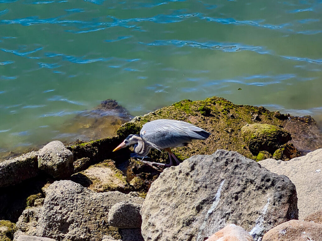 A heron walking amongst rocks by the ocean.