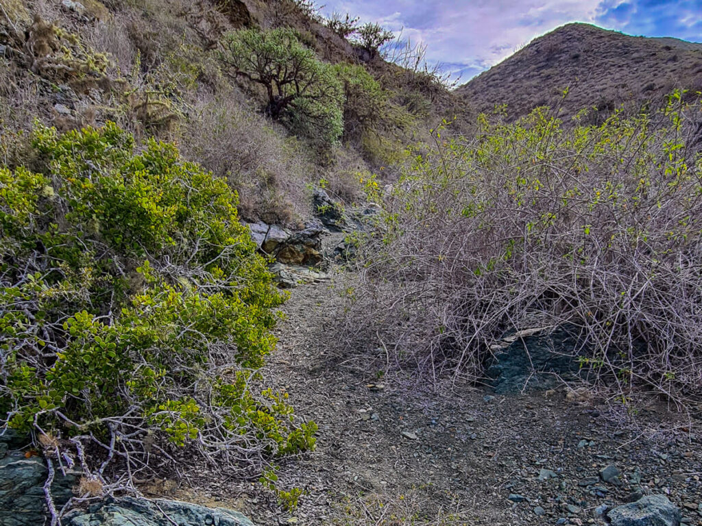 A path through the shrubbery in a canyon.