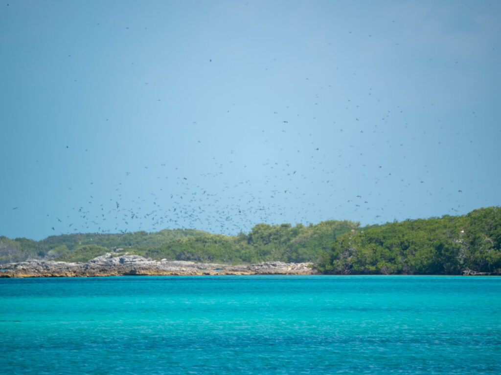 Birds filling the skies over Isla Contoy. The island is a protected national park and the bird population has been left alone to thrive.