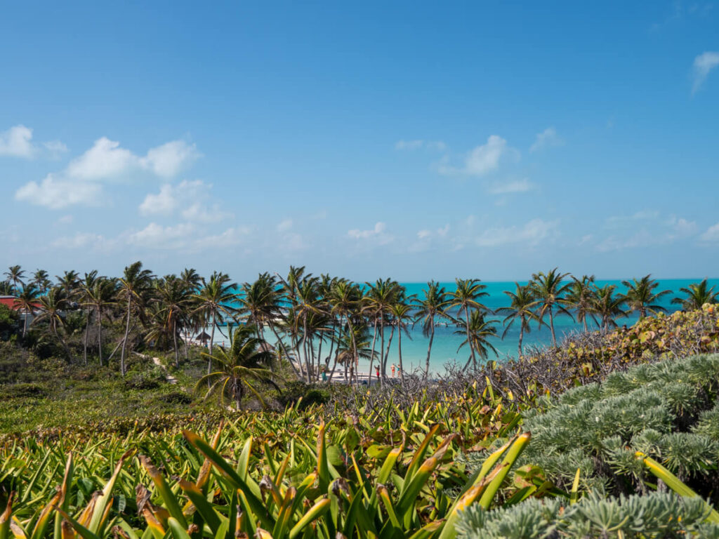 Palm trees lining the beach of Isla Contoy as viewed from the grassy hills above.