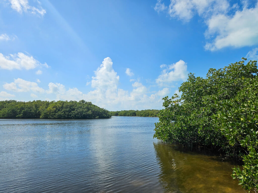 The precious mangroves of Isla Contoy. This greenery houses a variety of creatures and birds that call Isla Contoy home.