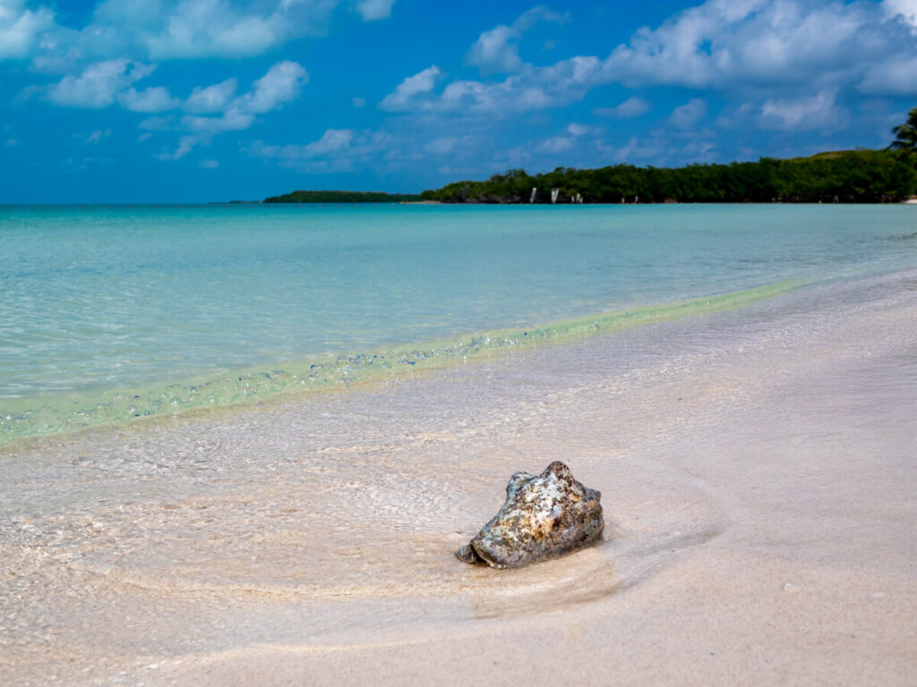 A large colourful shell being gently washed by the sea on Isla Contoy.
