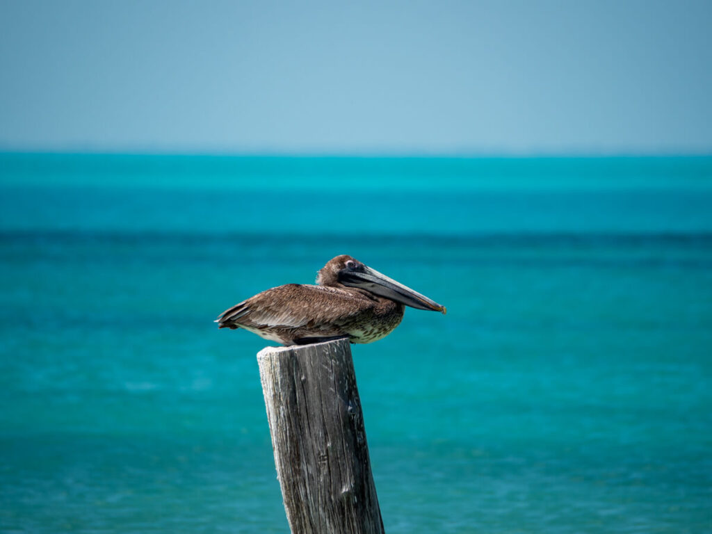 A pelican sat on a post in the sunshine in the waters around Isla Contoy. Pelicans are one of the many species of bird on Isla Contoy.