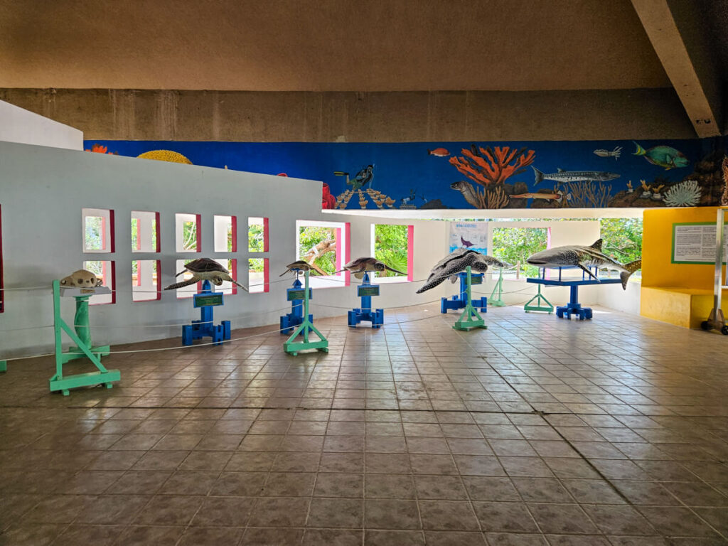 The Research and Education Centre on Isla Contoy. Models have been made to demonstrate the sizes and shapes of the local turtles.