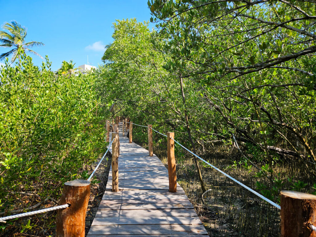 A walkway leading through the protected mangroves of Isla Contoy.